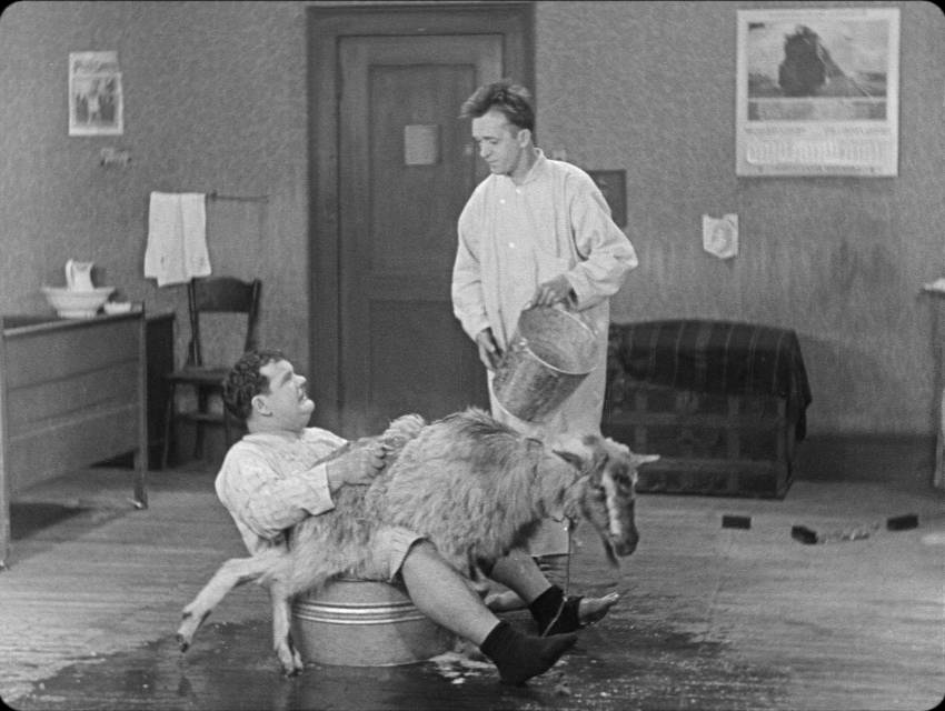 Stan and Ollie try to bathe Penelope in Angora Love