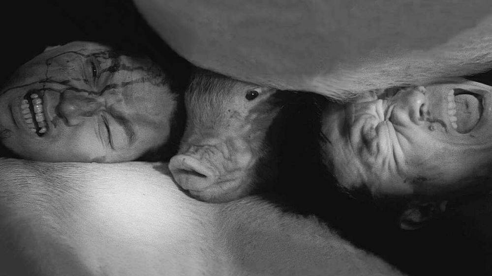 Pigs and Battleships